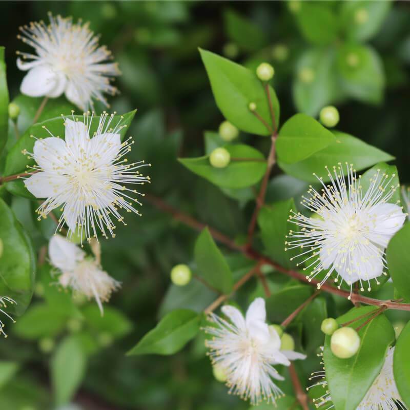 Myrtus Communis Mirte