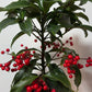 Ardisia Crenata