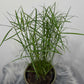 Cyperus Jela