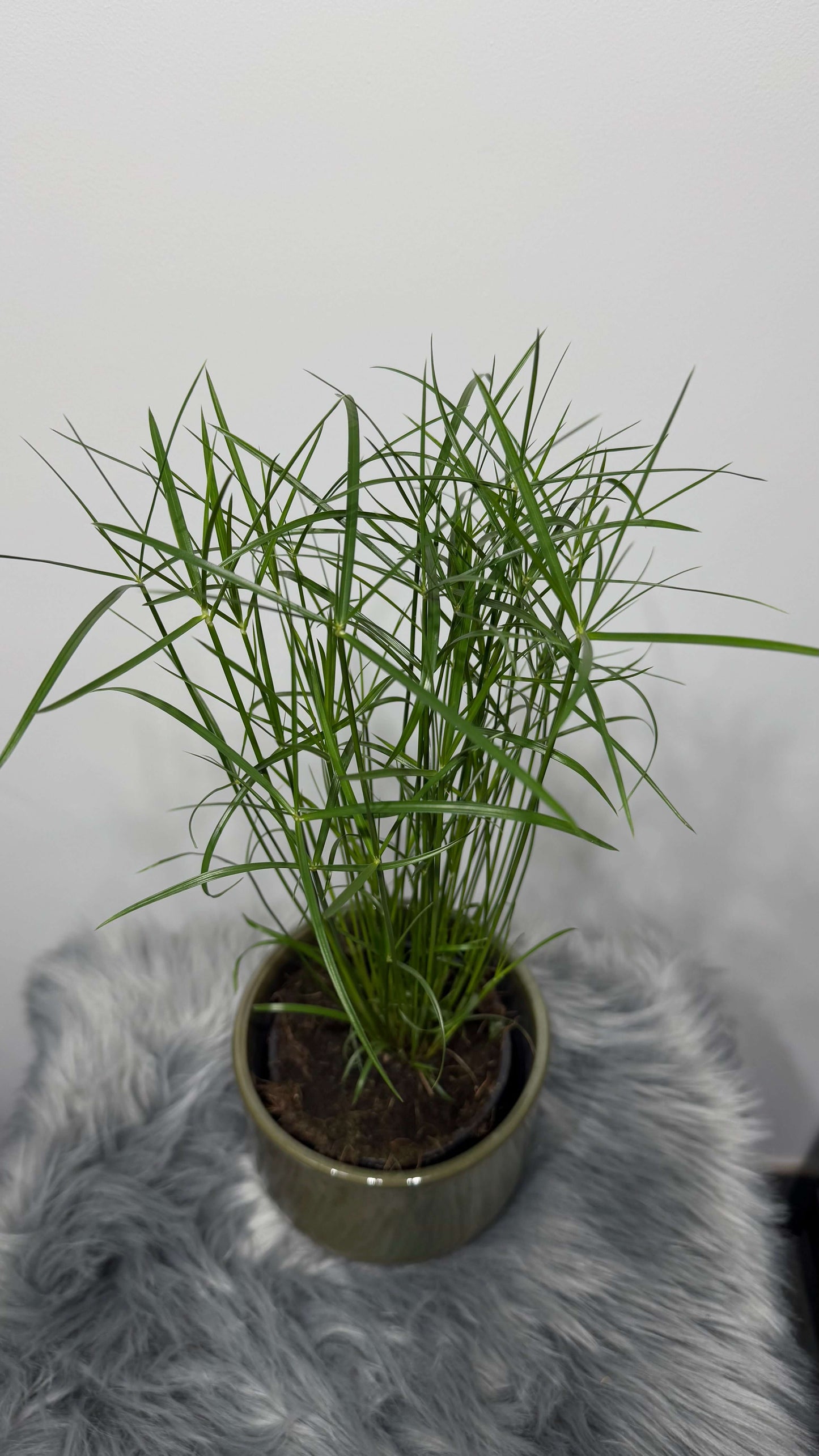 Cyperus Jela