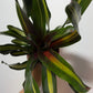 Neoregelia