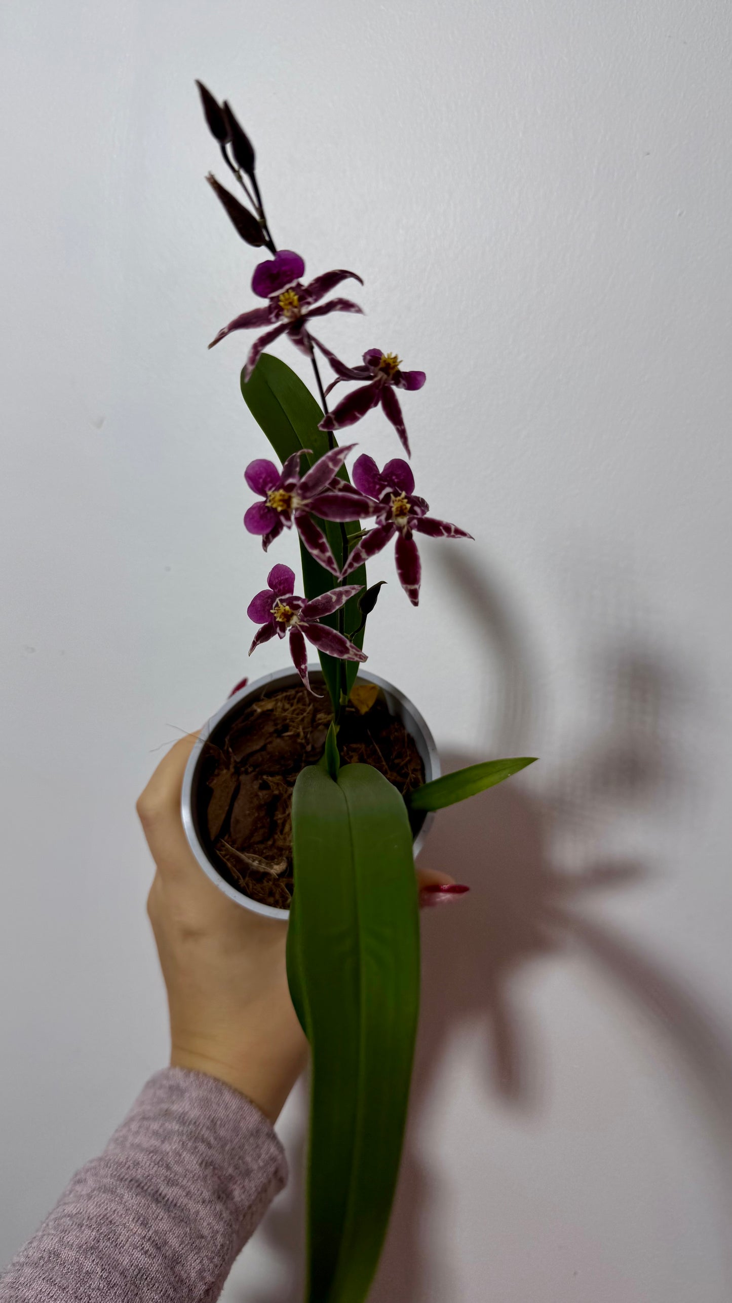 Orhidee Oncidium LÕHN