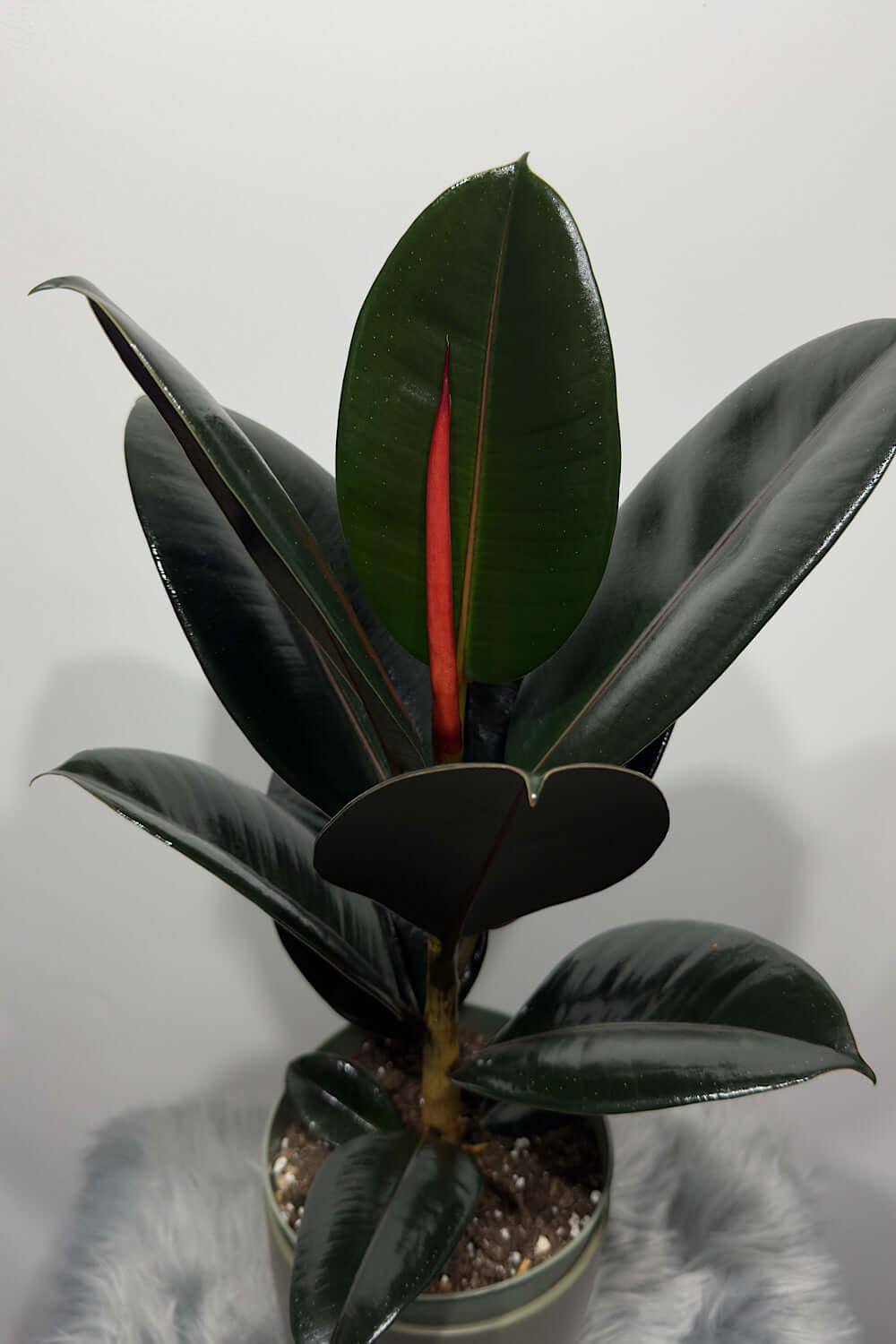 Ficus elastica Abidjan