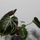 Philodendron verrucosum Choco Red