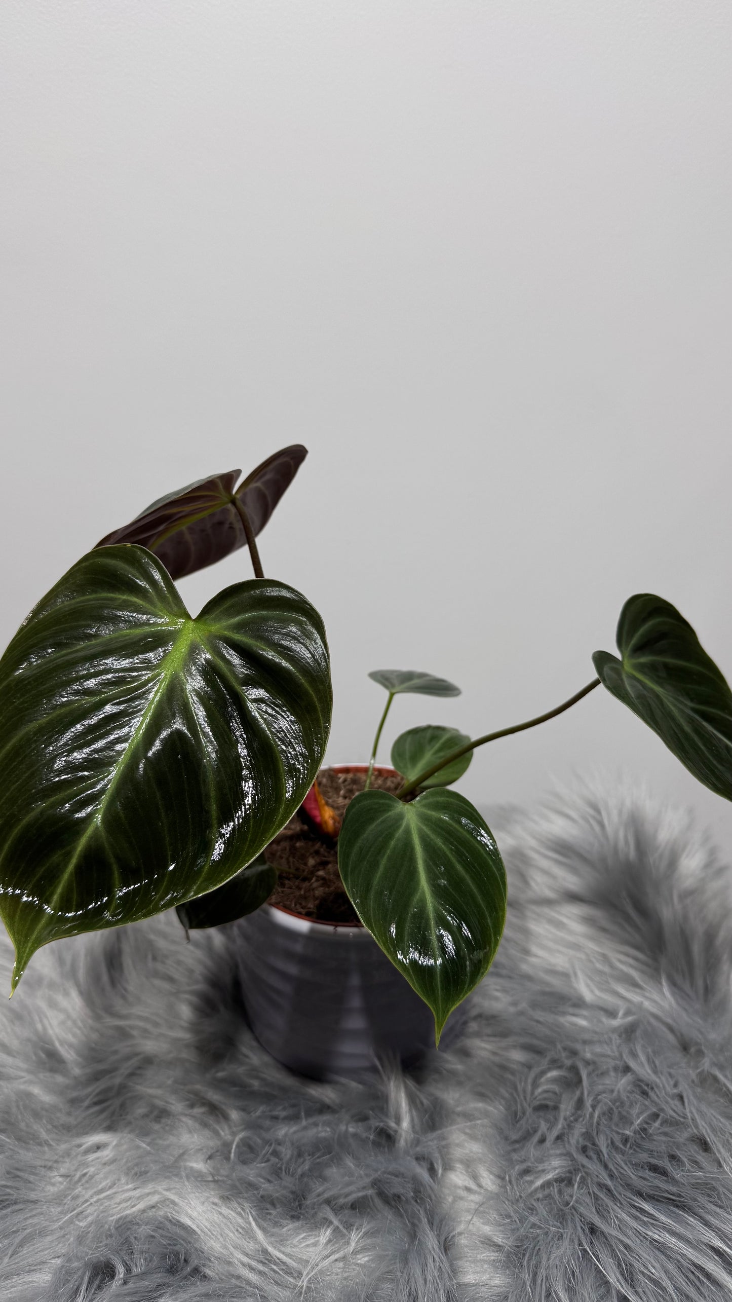 Philodendron verrucosum Choco Red