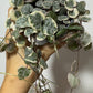 Ceropegia Woodii variegata  String of hearts variegata