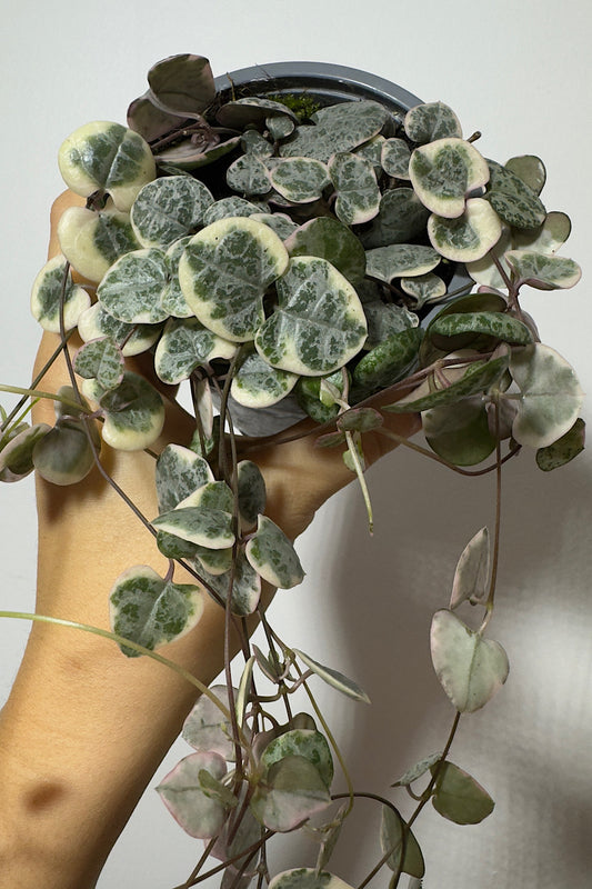 Ceropegia Woodii variegata Südamete string variegata