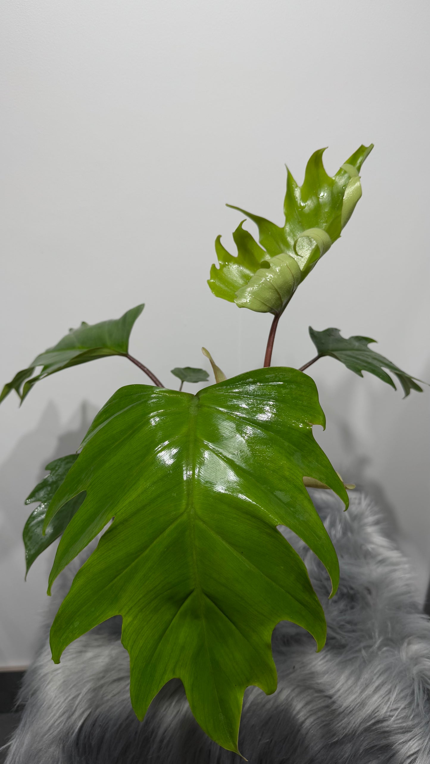 Philodendron mayoi