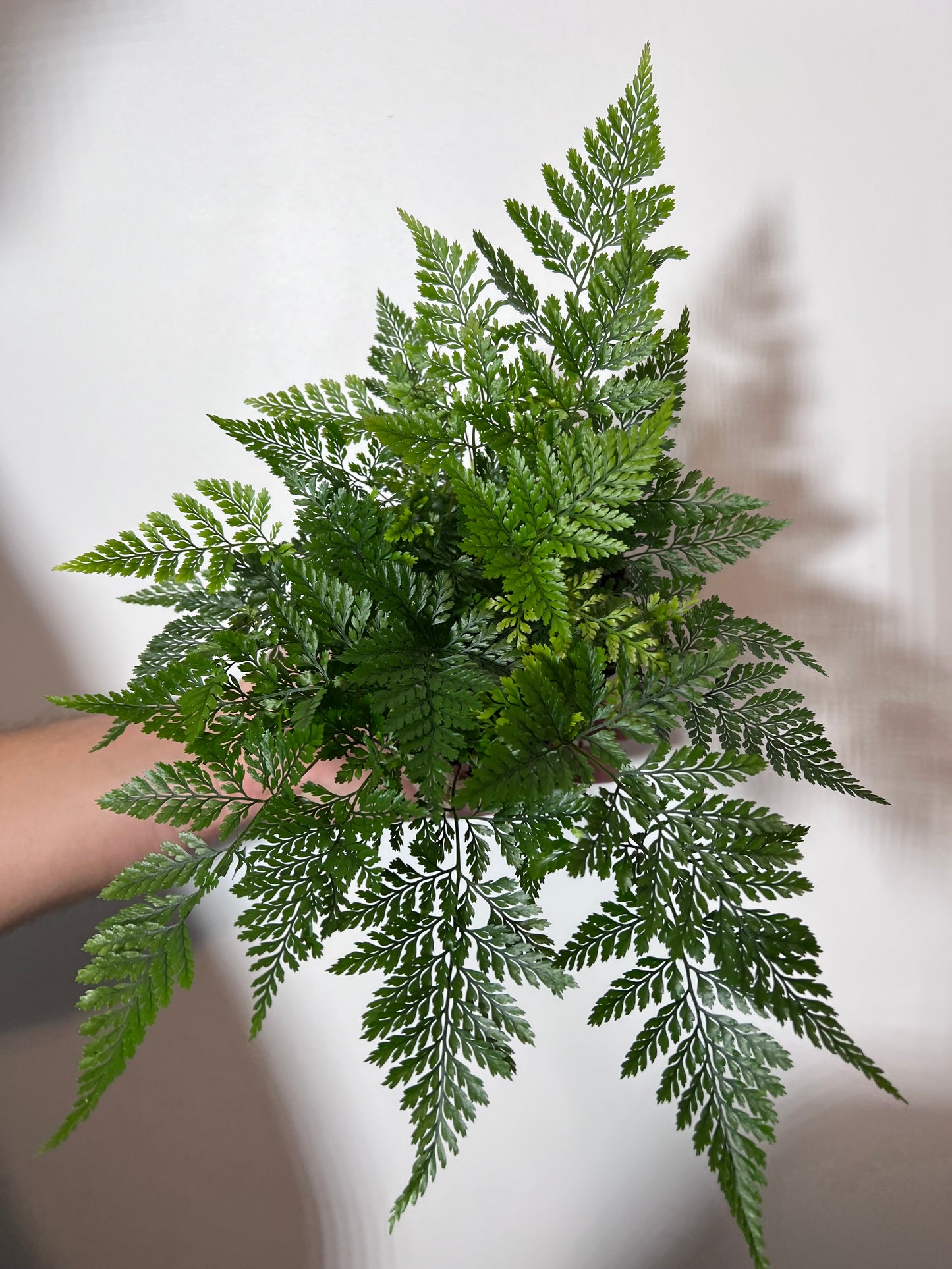 Humata Tyermannii