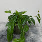 Ficus Sagitata Rooting Green