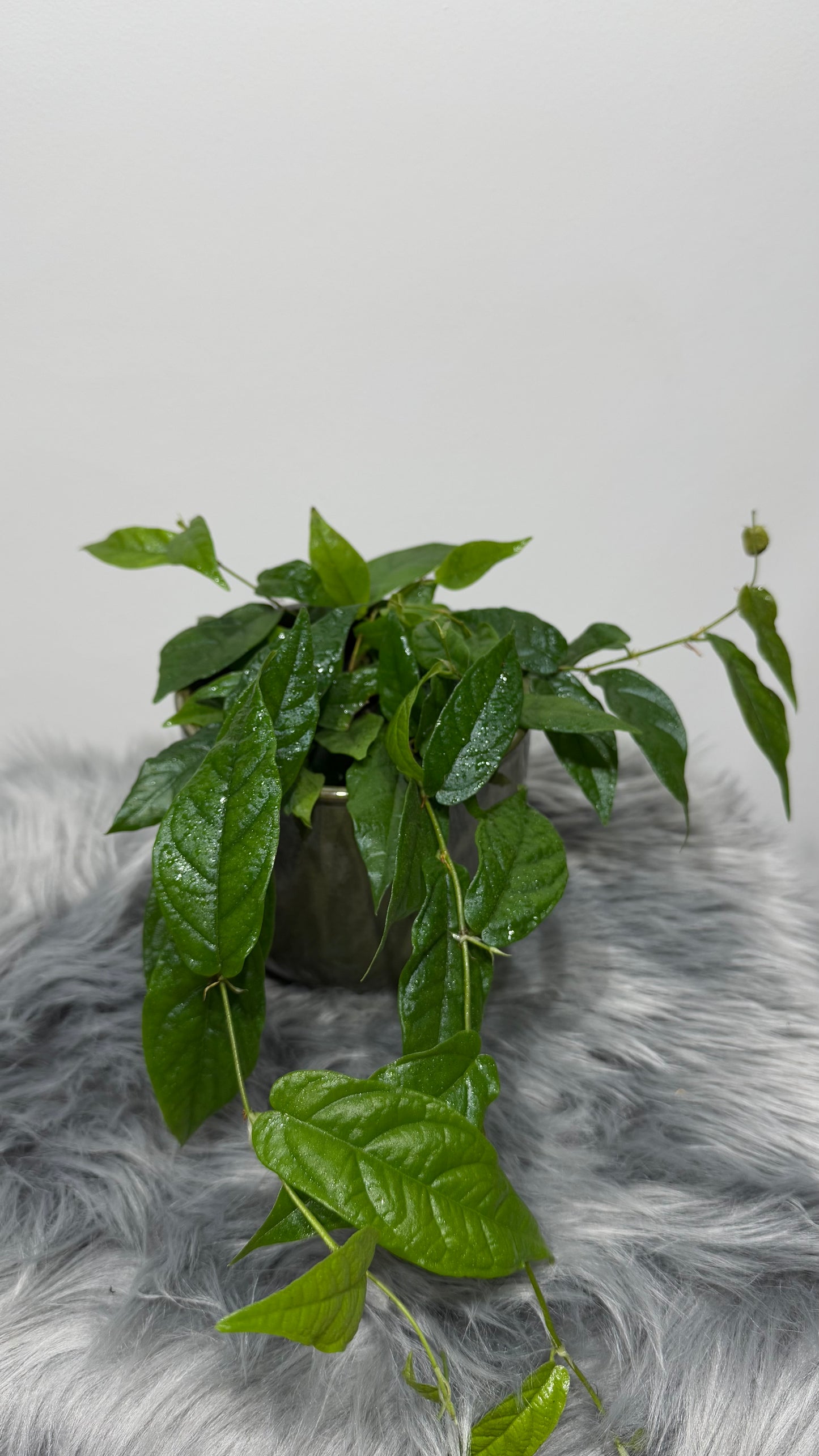 Ficus Sagitata Rooting Green