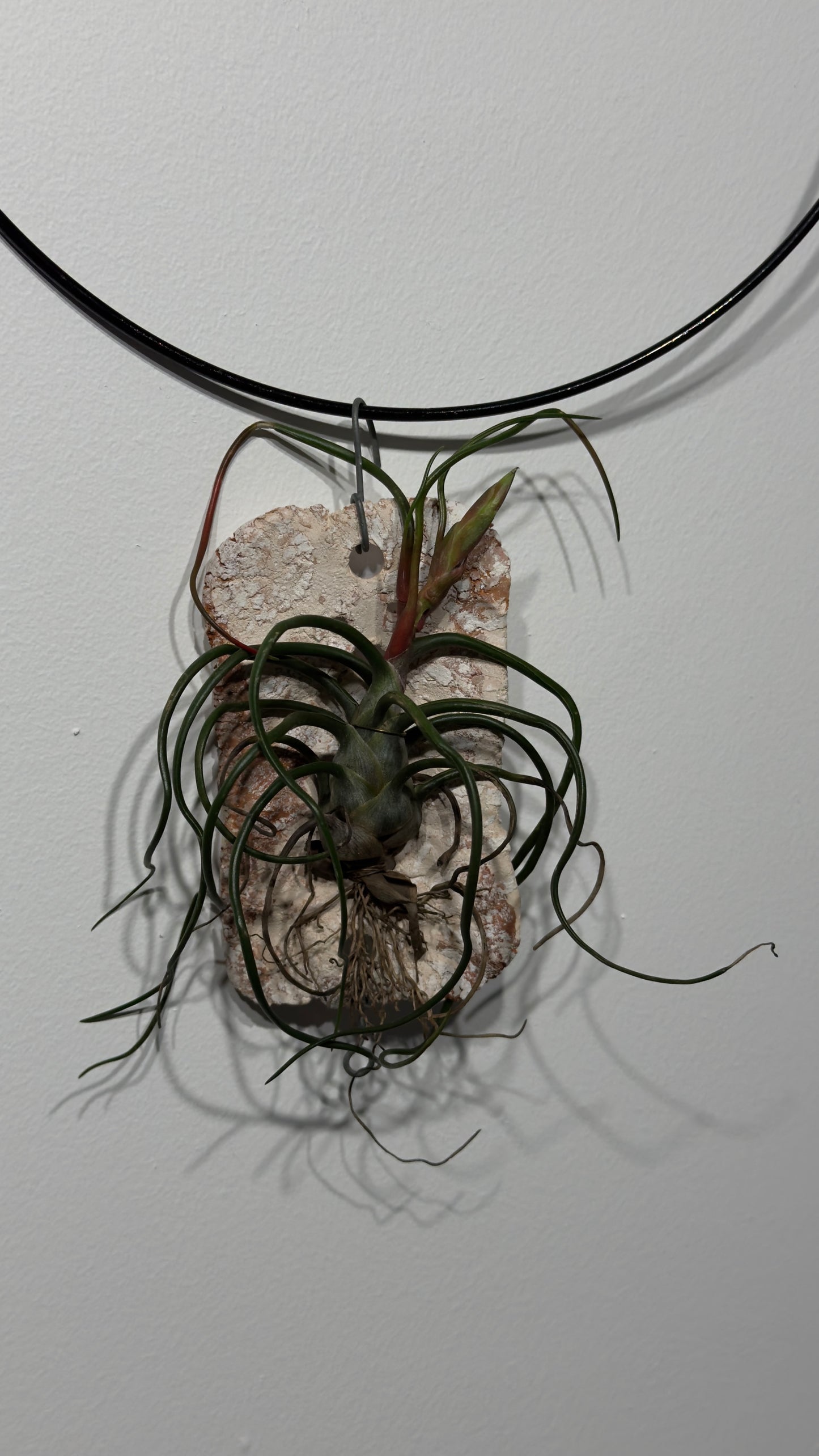 Air plant Tillandsia Air plant 4