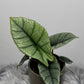 Alocasia Platinum