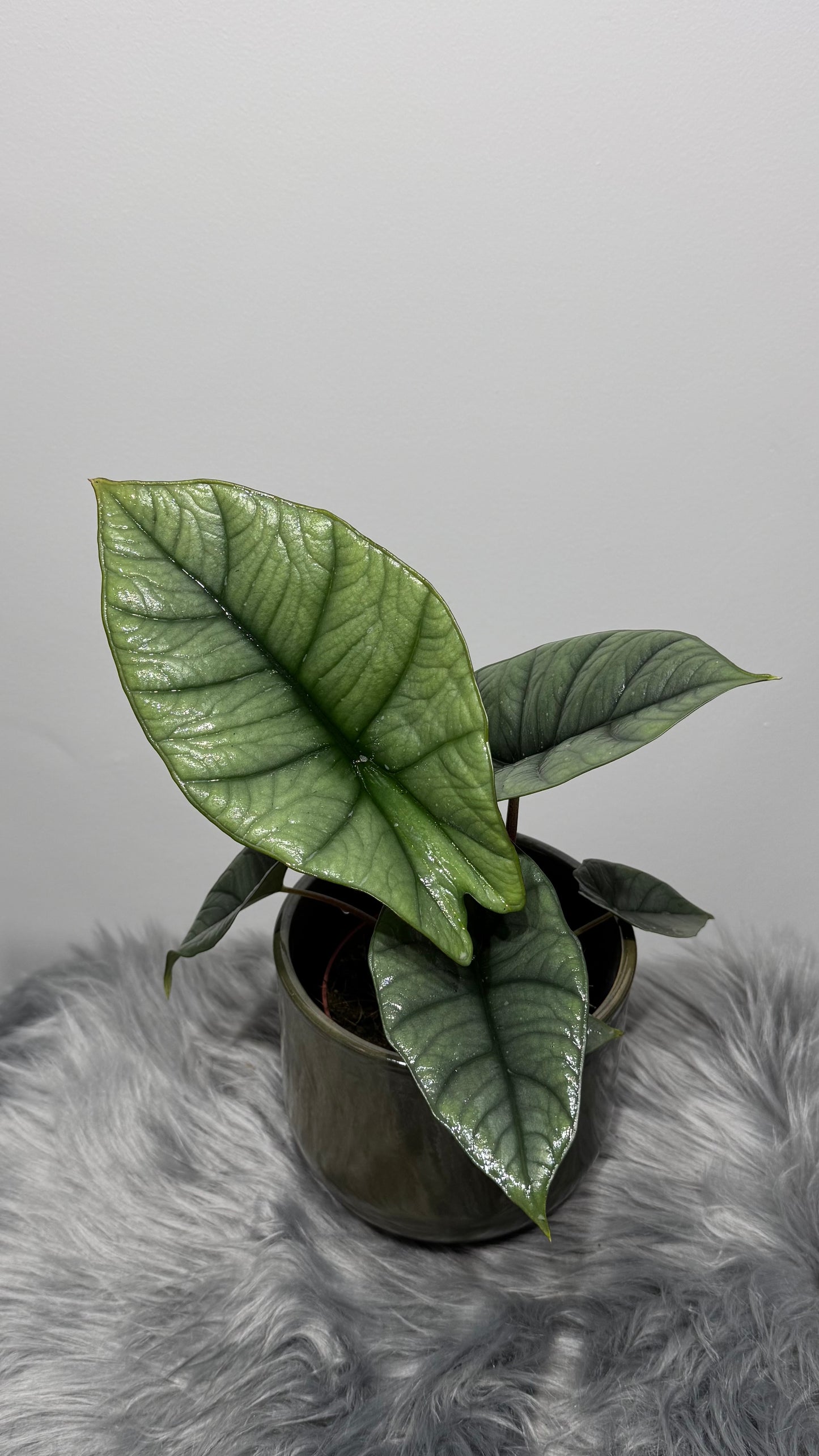 Alocasia Platinum