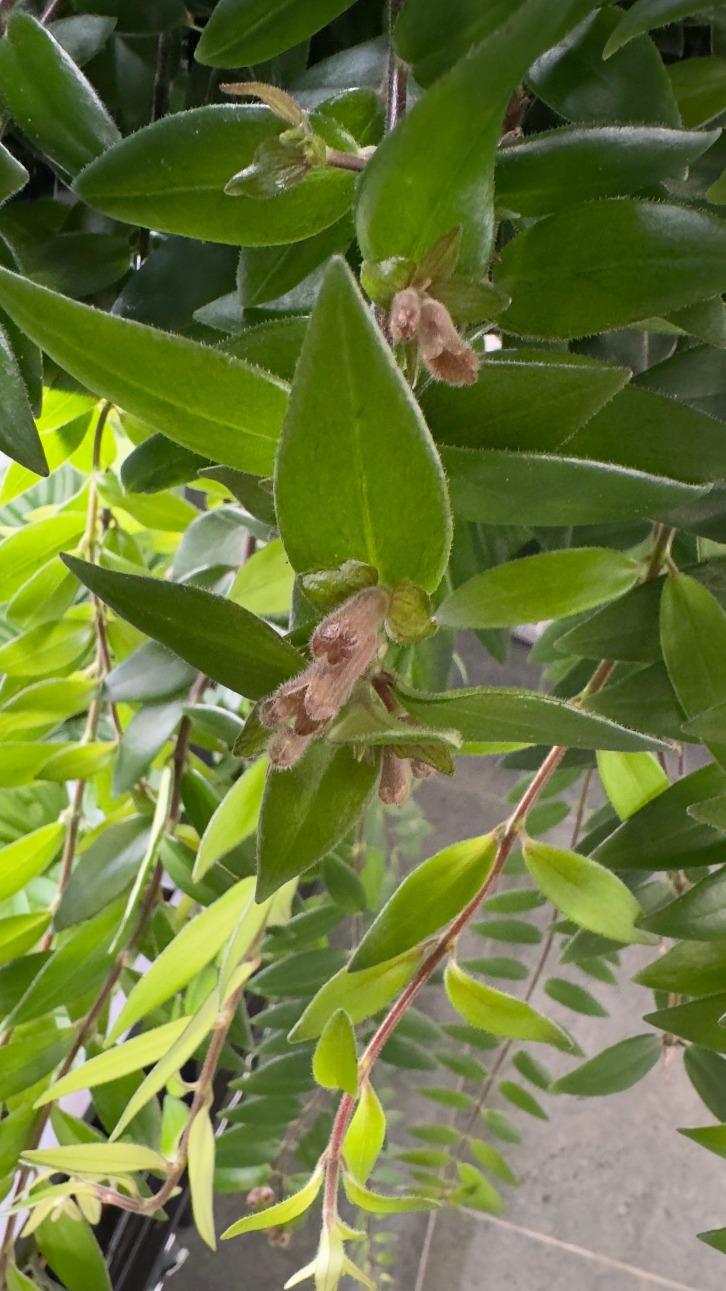 Aeschynanthus Caroline