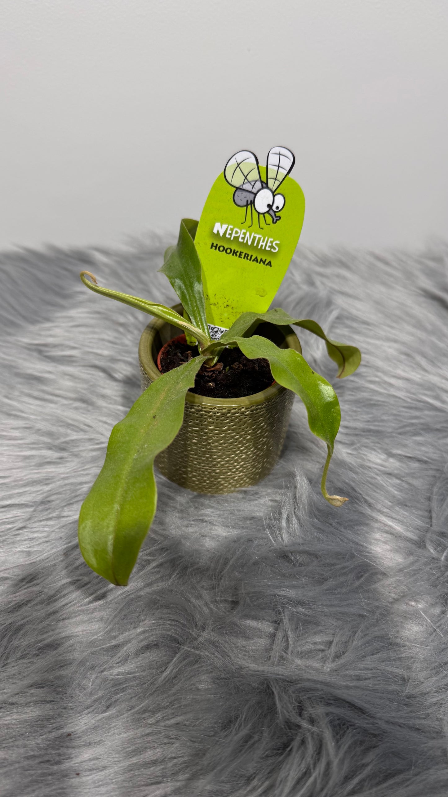 Mušķērājs Nepenthes hookeriana