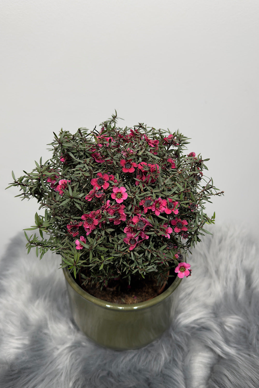 Leptospermum Scoparium