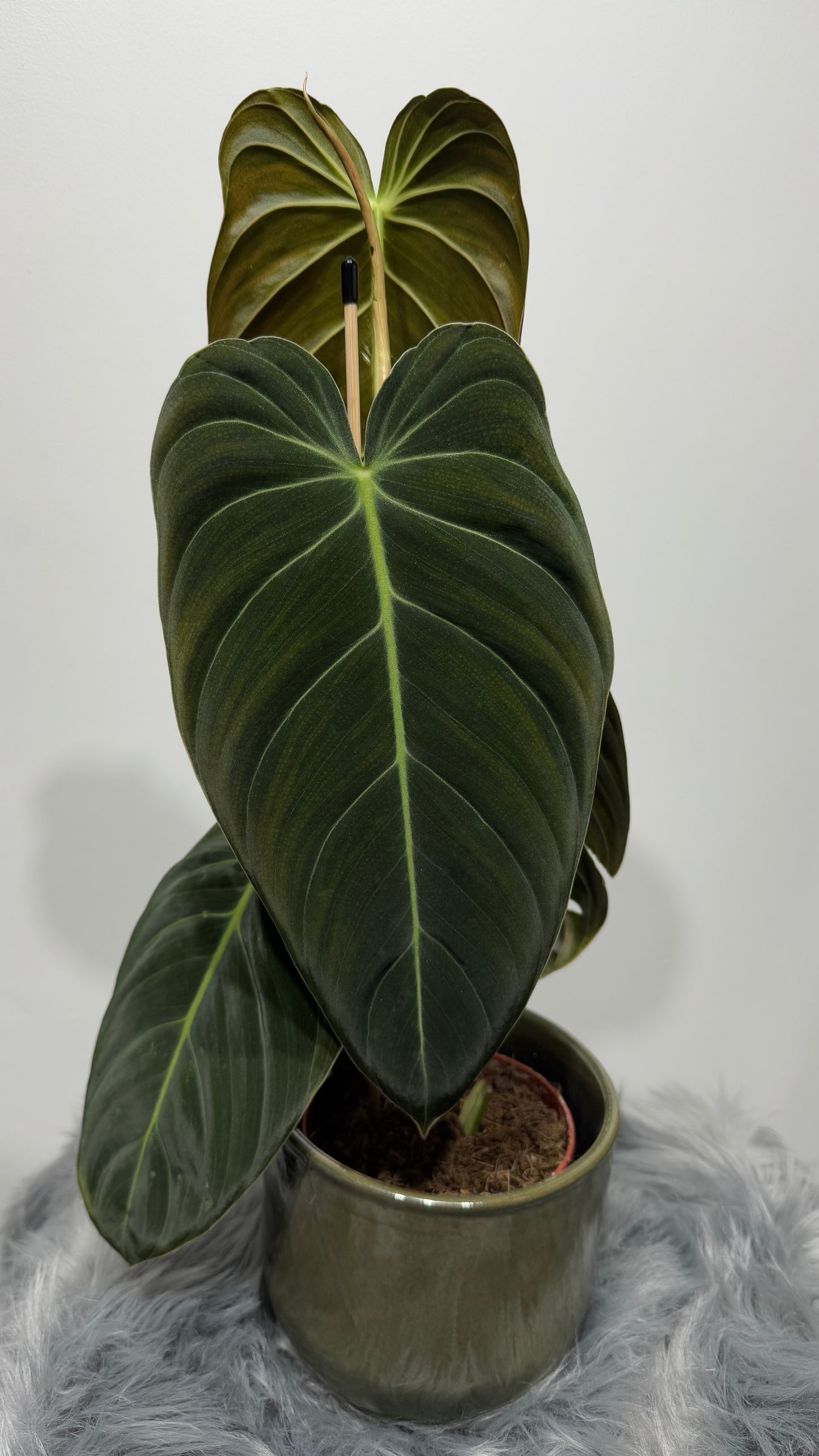 Philodendron melanochrysum