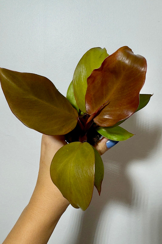 Philodendron Red Sun