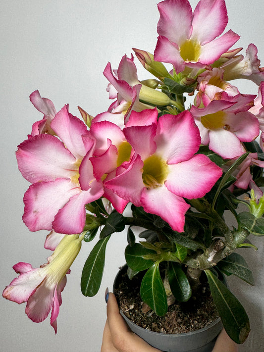 Adenium obesum Roosa Täht