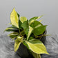 Philodendron Rio