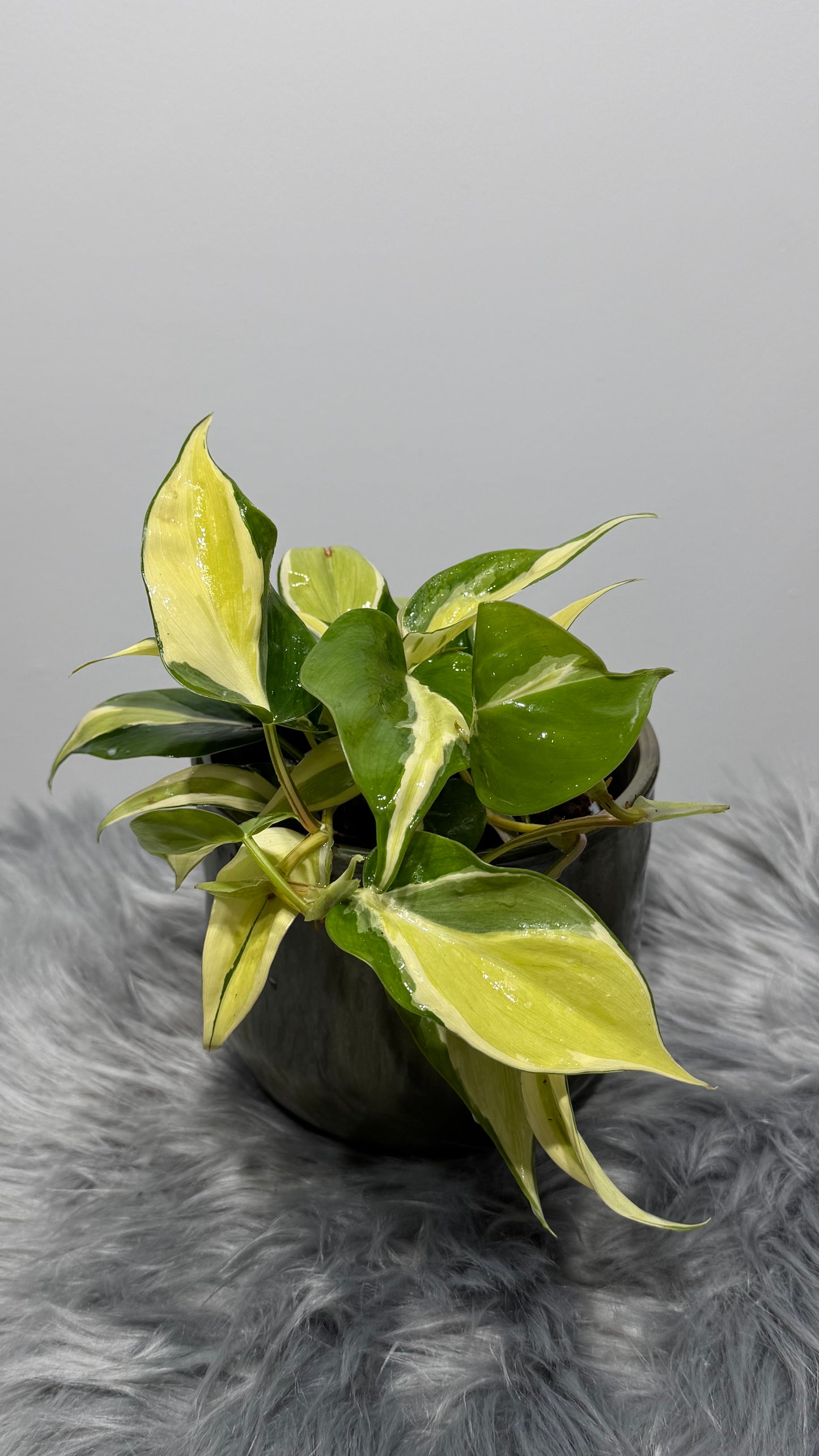 Philodendron Rio