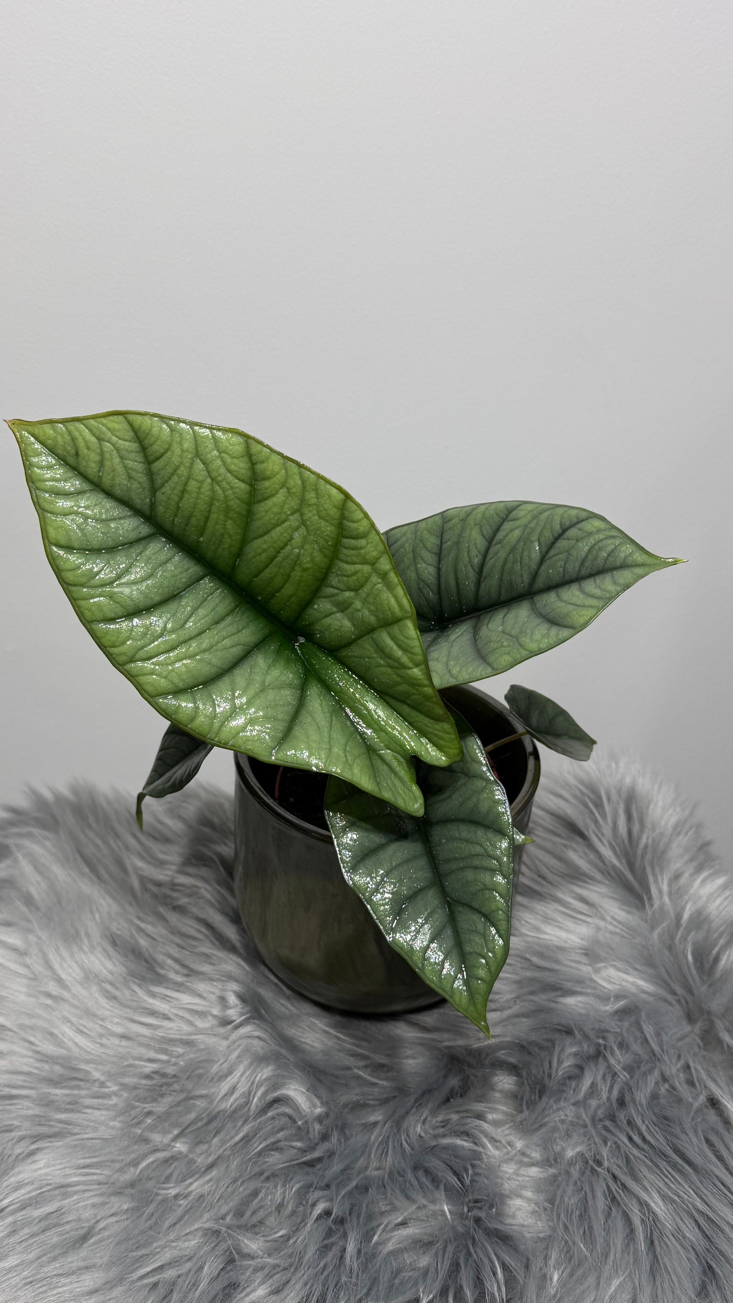 Alocasia Platinum