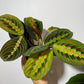 Maranta Red Stripe