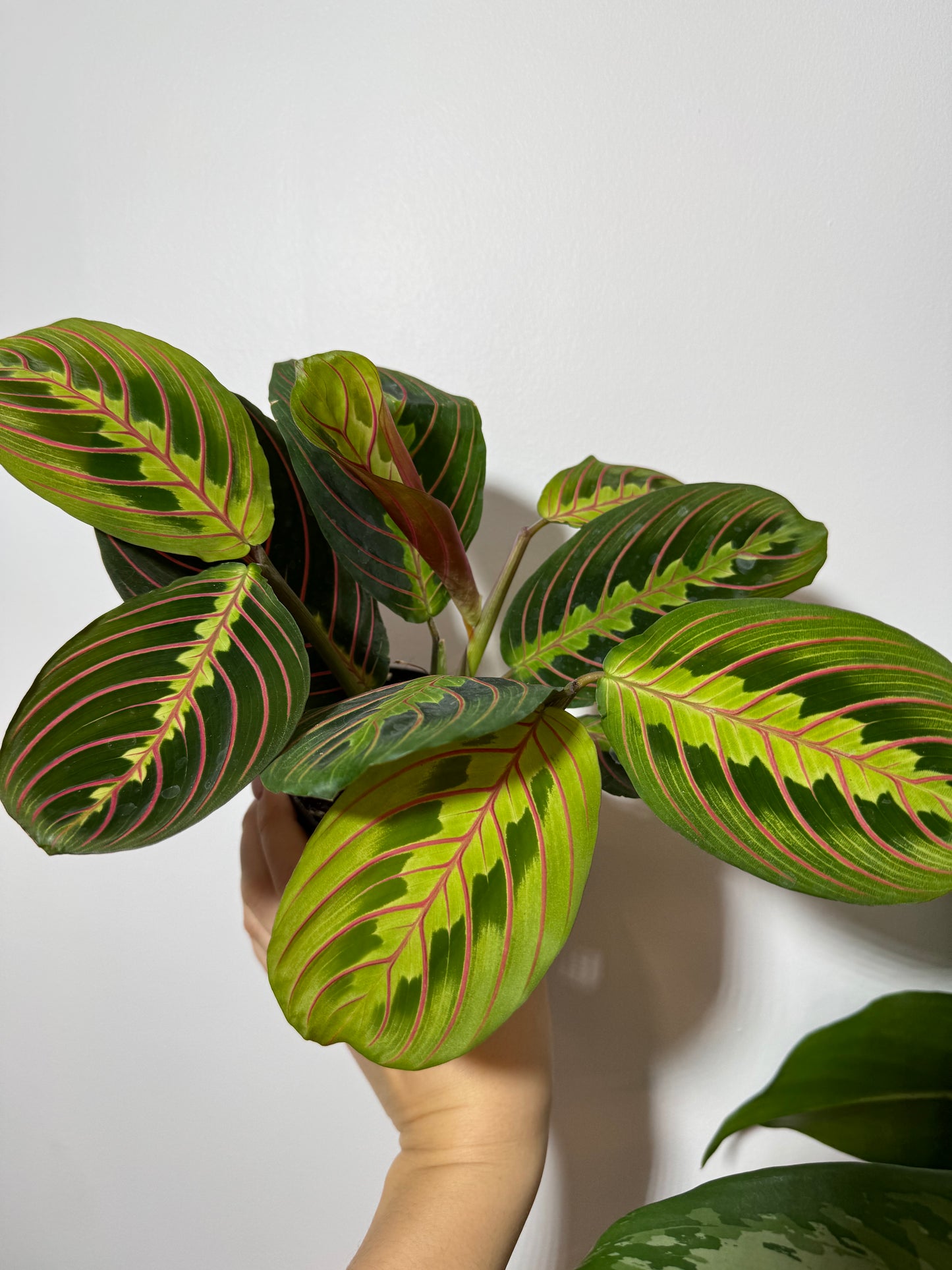 Maranta Red Stripe