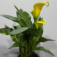 Zantedeschia 1