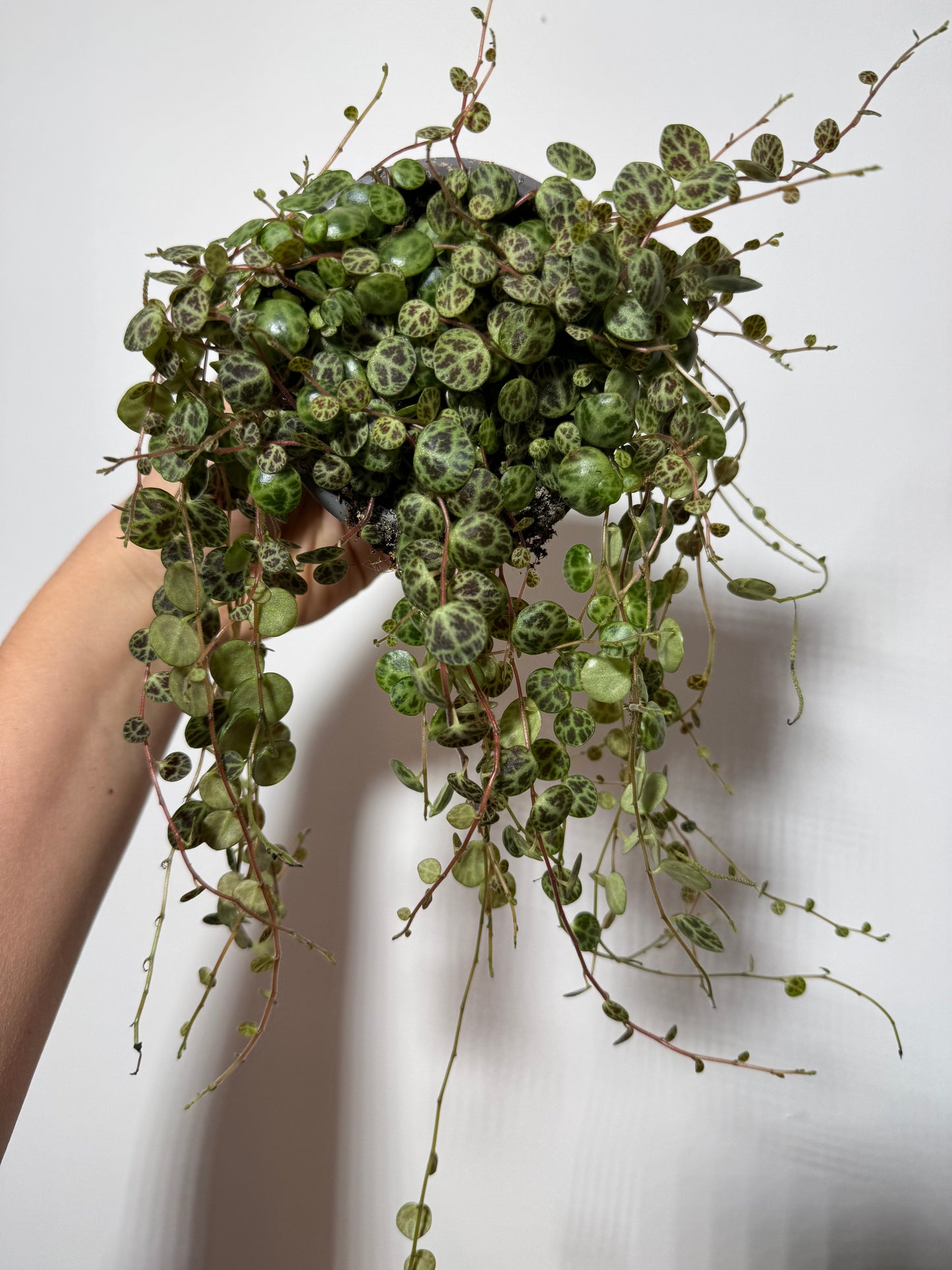 Peperomia prostrata