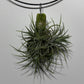 Gaisa augs Tillandsia Air plant 1 1