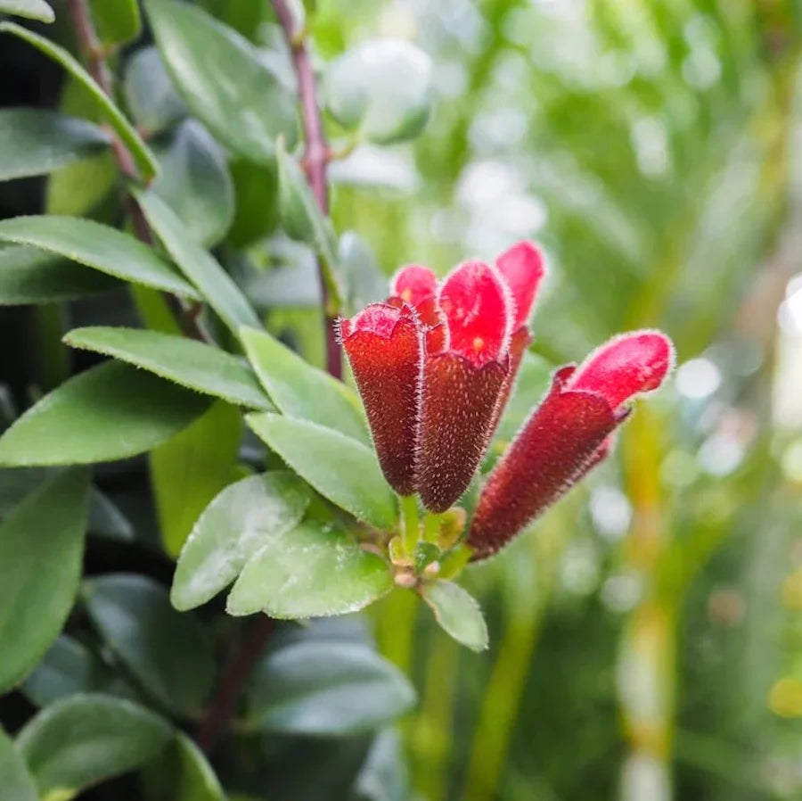 Aeschynanthus Monarda Lisa/ Lipstick plant