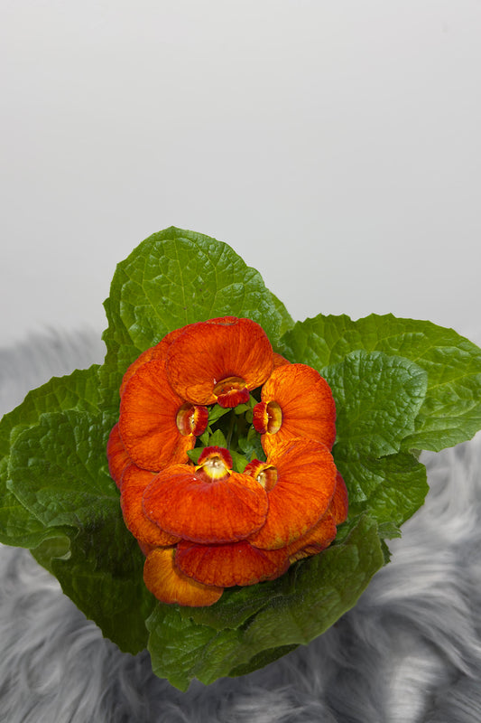 Calceolaria Herbeohybrida 3