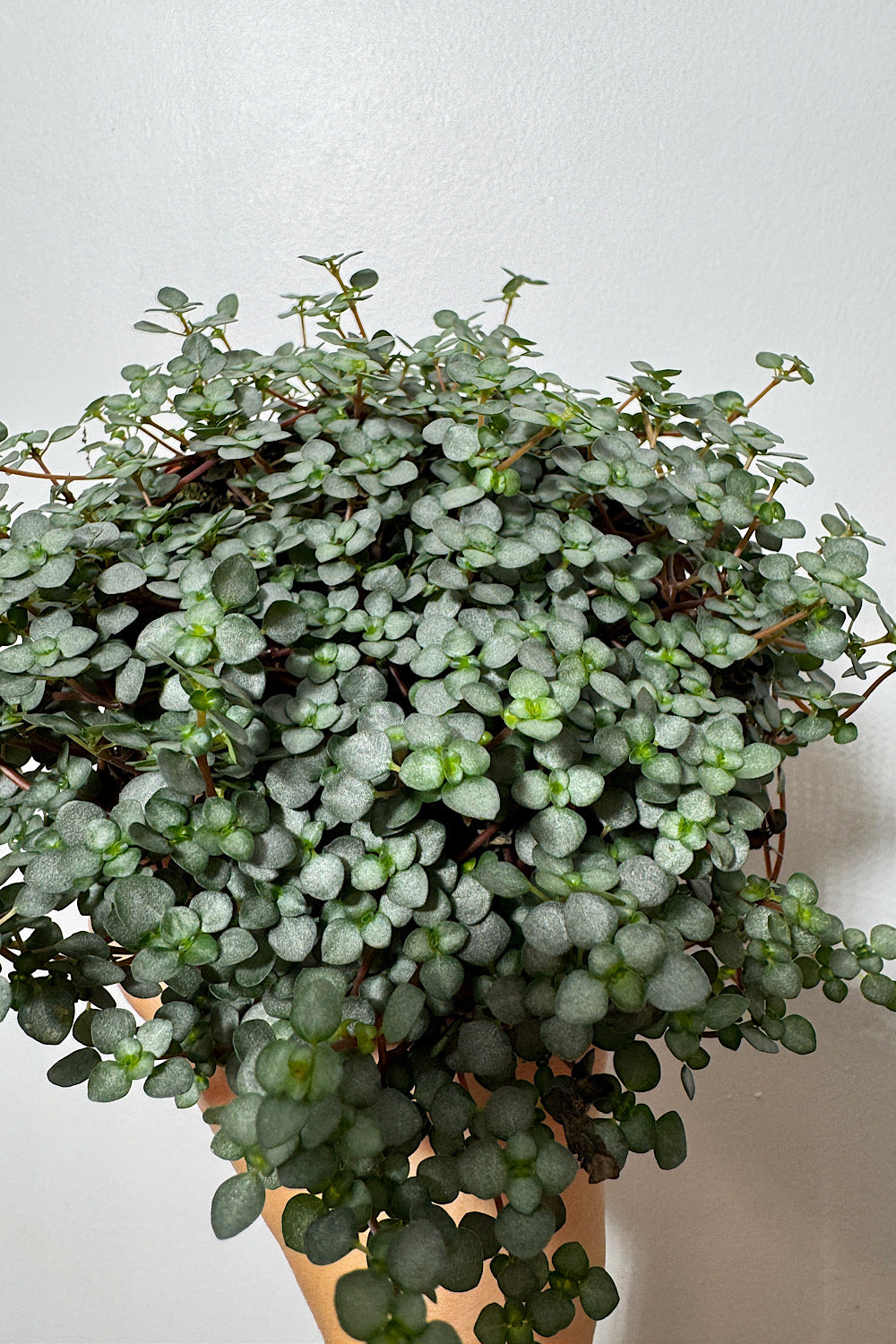 Pilea Glaucophylla Greyzy