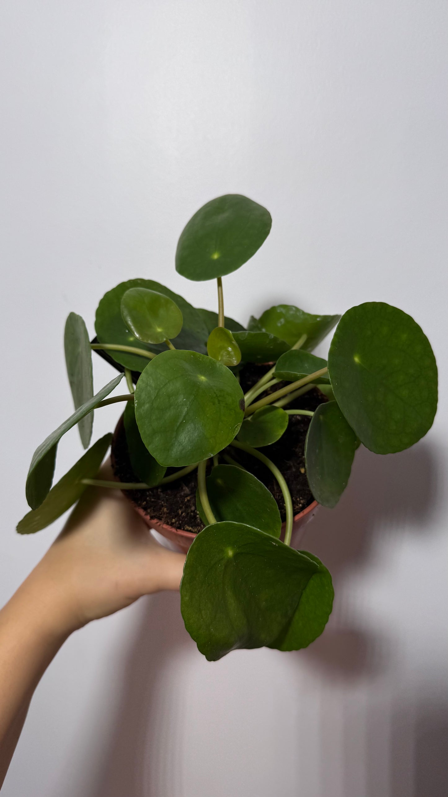 Pilea Peperomoides