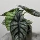 Alocasia Silver Dragon