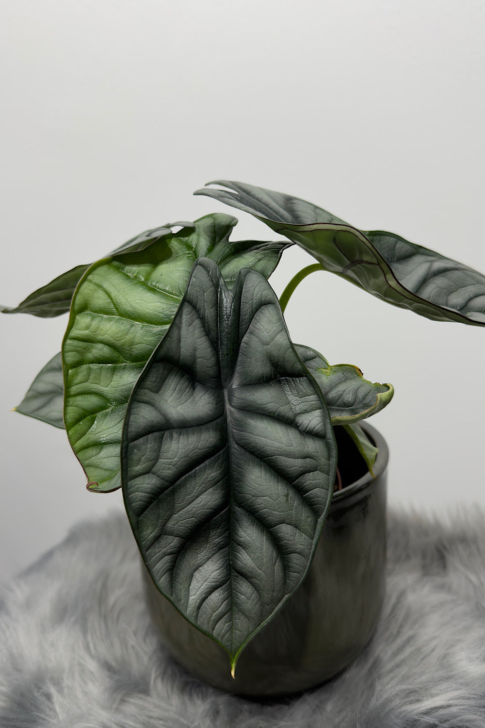 Alocasia Silver Dragon