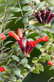 Aeschynanthus Caroline