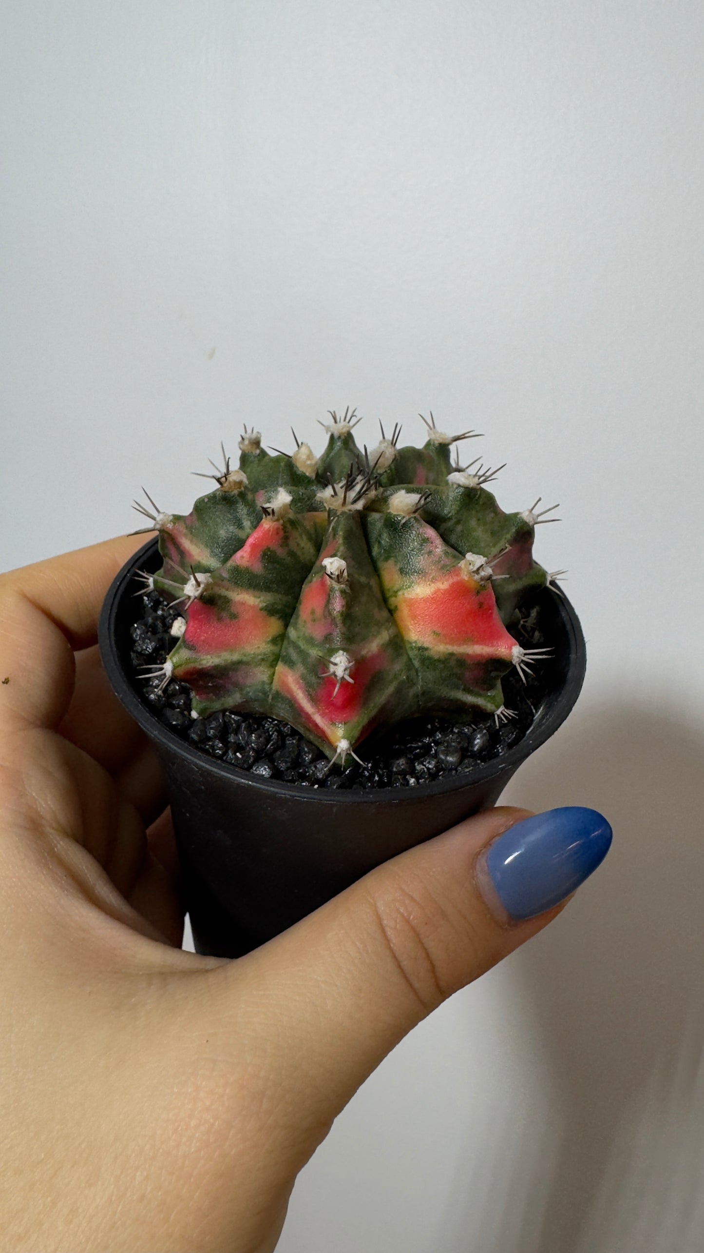 Gymnocalycium mihanovichii variegata