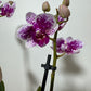 Phalaenopsis Orchid 2 flower stems 7.var