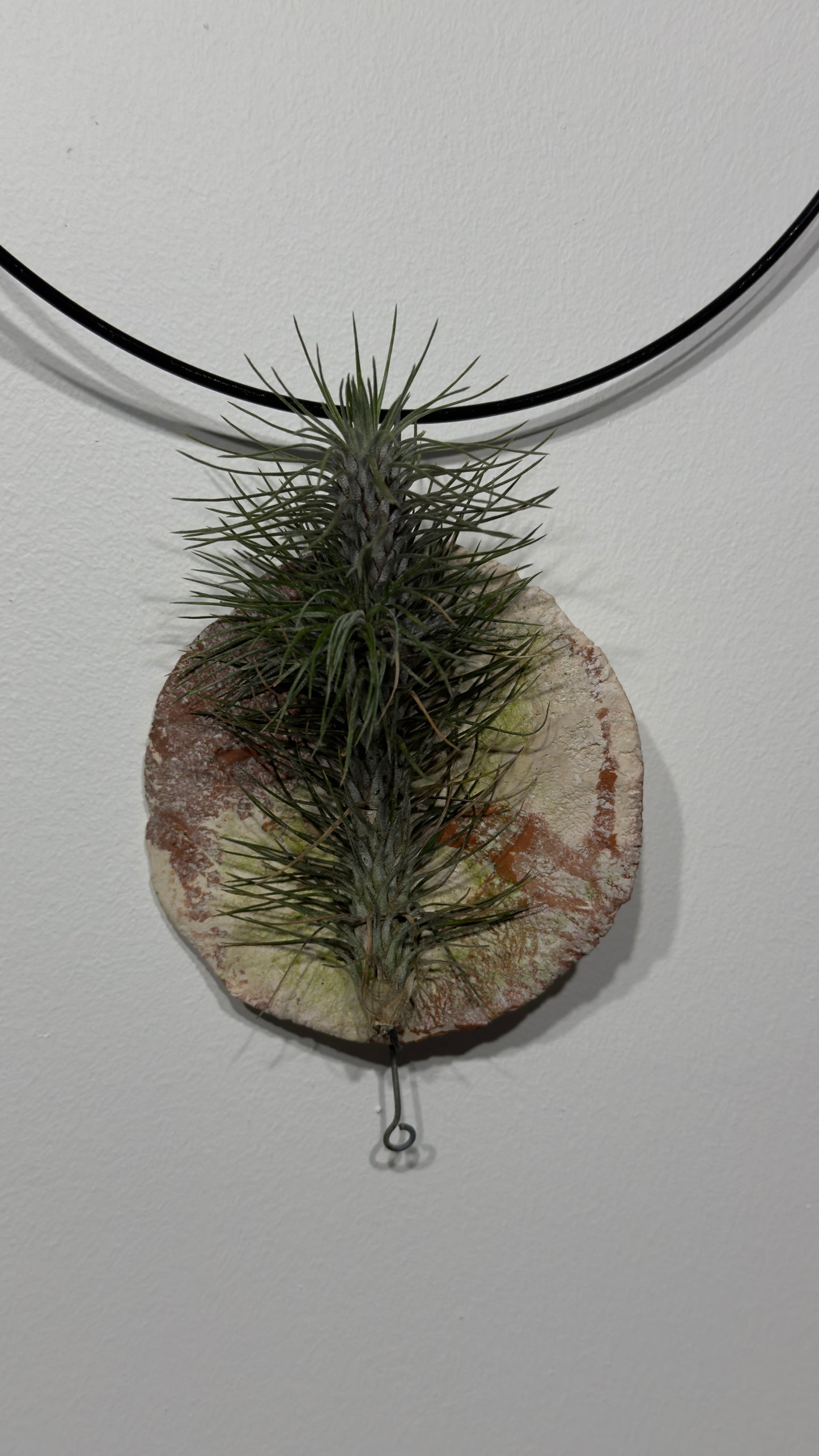 Õhutehas Tillandsia Õhutehas 7