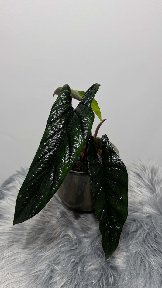 Alocasia Scalprum