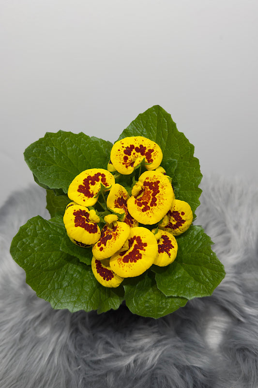 Calceolaria Herbeohybrida 1