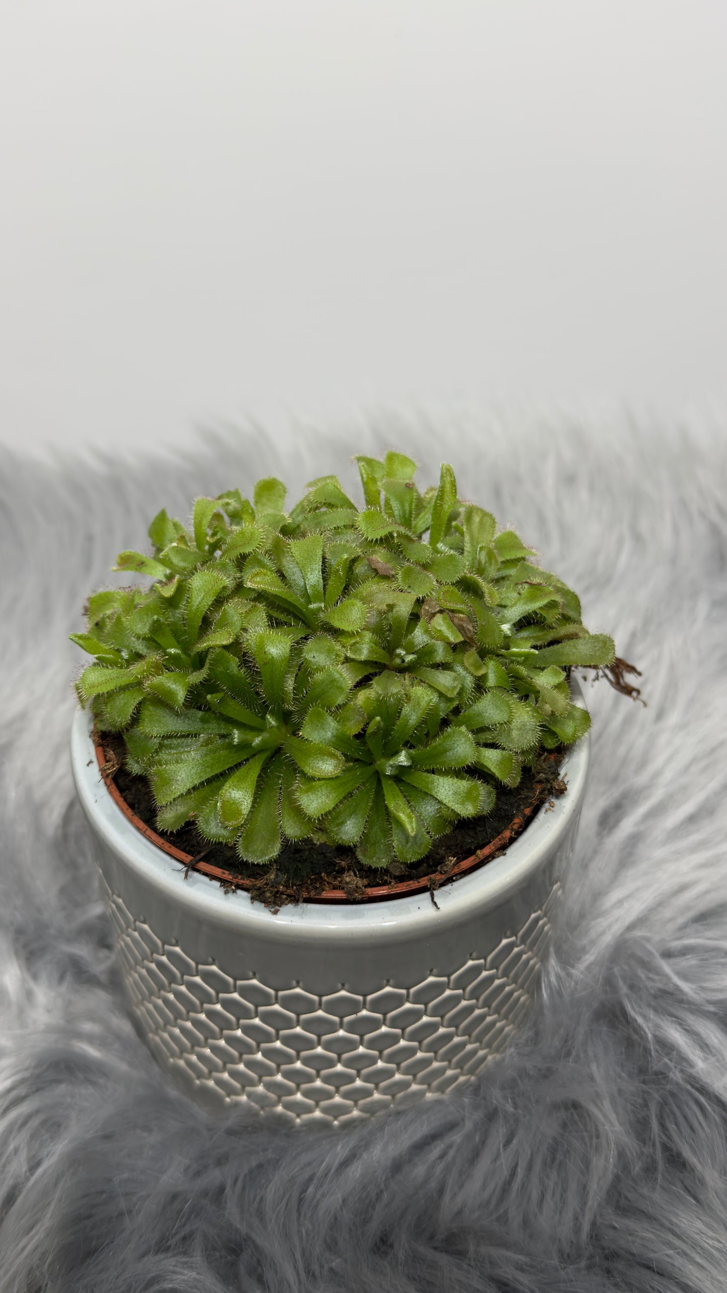 Mušķērājs Drosera Aliciae