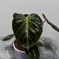 Philodendron verrucosum Choco Red