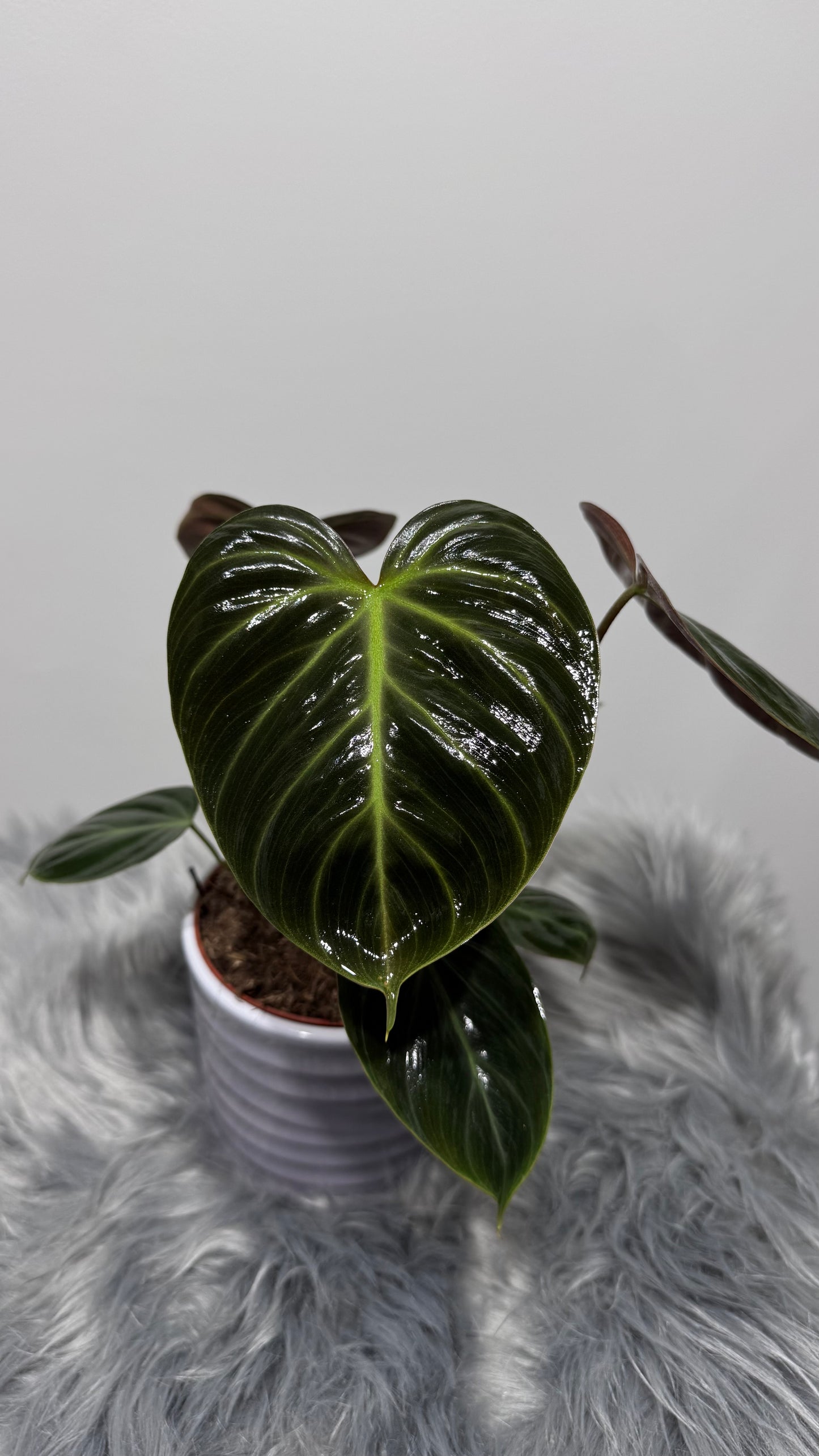 Philodendron verrucosum Choco Red