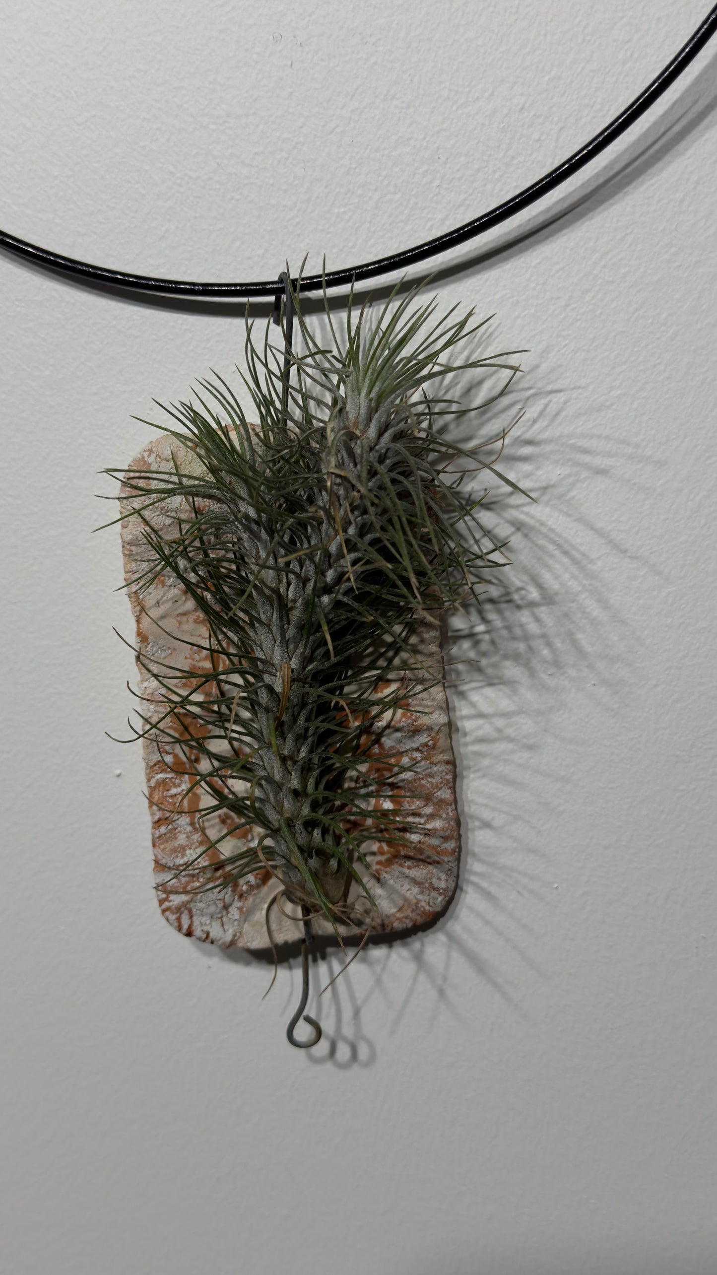 Gaisa augs Tillandsia Air plant 11