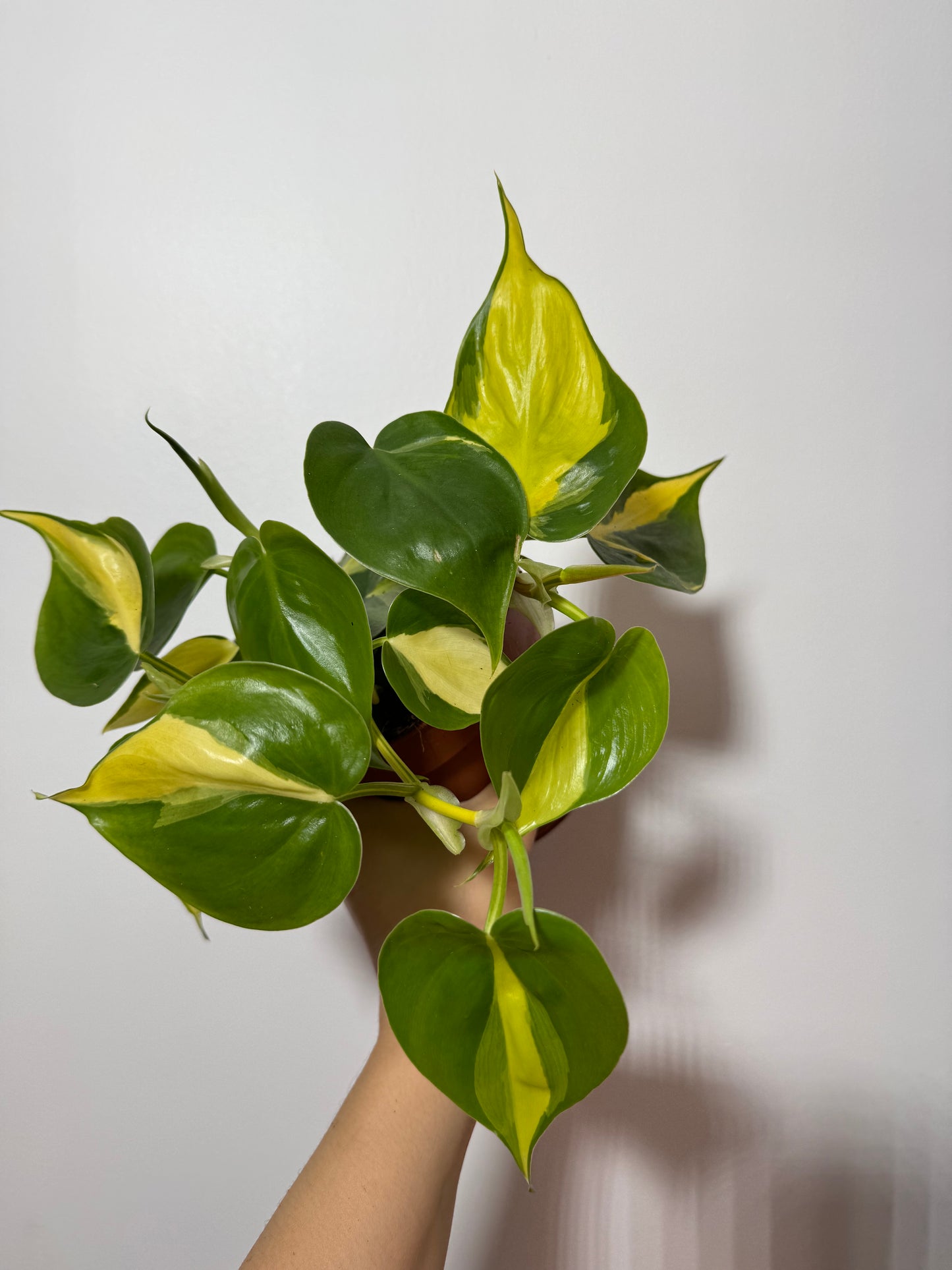 Philodendron Scandens Brasil