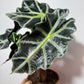 Alocasia Polly